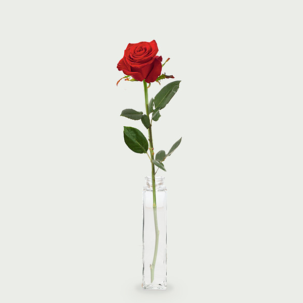 puree Kosten filosoof 1 tot 10 lange rode rozen - Bij 't Boerderijke